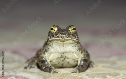European green toad Bufo viridis © xokk1308