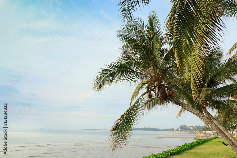 Fototapeta premium Coconut palm tree and sky on beach in summer.