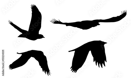 Set of realistic vector illustrations of silhouettes of flying birds of prey isolated on white background © Forgem
