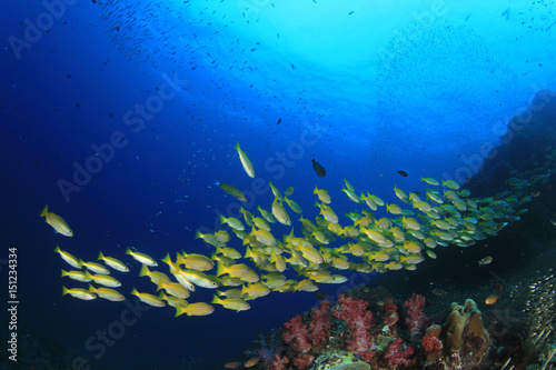 Fototapeta Naklejka Na Ścianę i Meble -  Fish on ocean coral reef