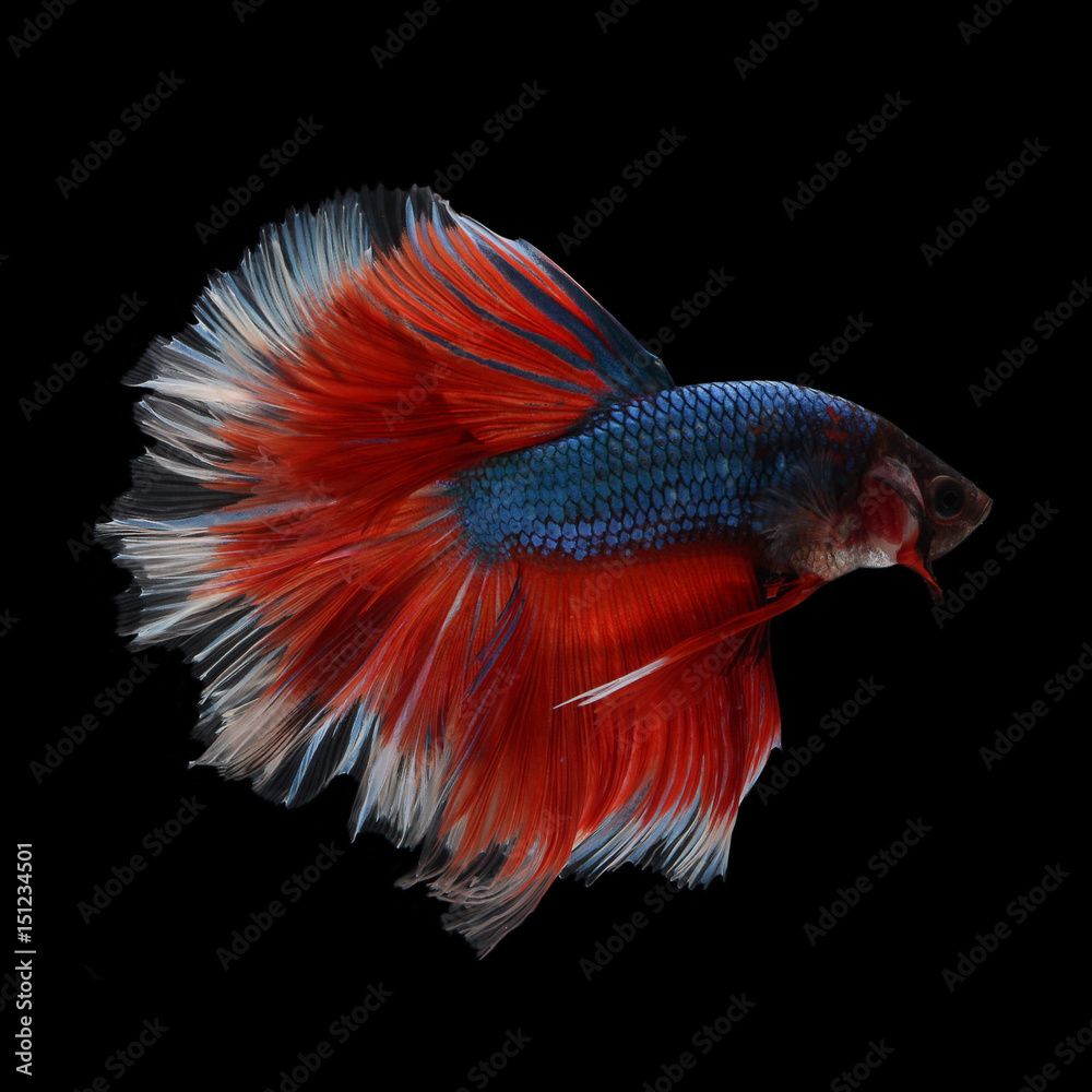 Halfmoon Betta on black background. Beautiful fish. Swimming flutter tail flutter. Halfmoon Betta on black background. Beautiful fish. Swimming flutter tail flutter.