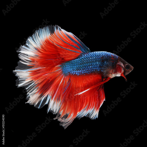 Halfmoon Betta on black background. Beautiful fish. Swimming flutter tail flutter.