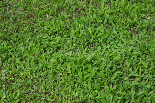 texture background of green grass