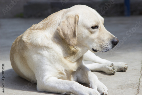 Fototapeta Naklejka Na Ścianę i Meble -  white Labrador dog is lying