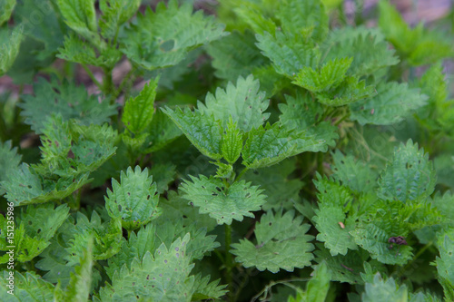 green Bush of nettle on the background of the earth