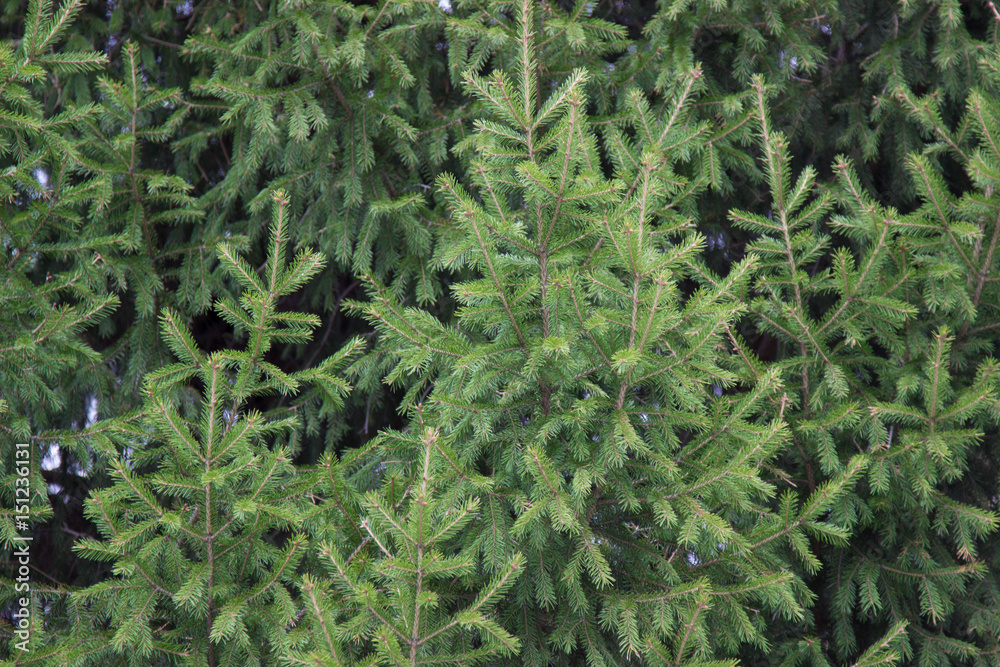 texture background branches fir green