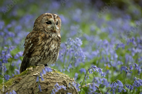 Tawny Owl perched on branch in bluebell wood.