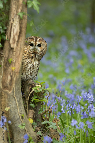 Tawny Owl perched on branch in bluebell wood.
