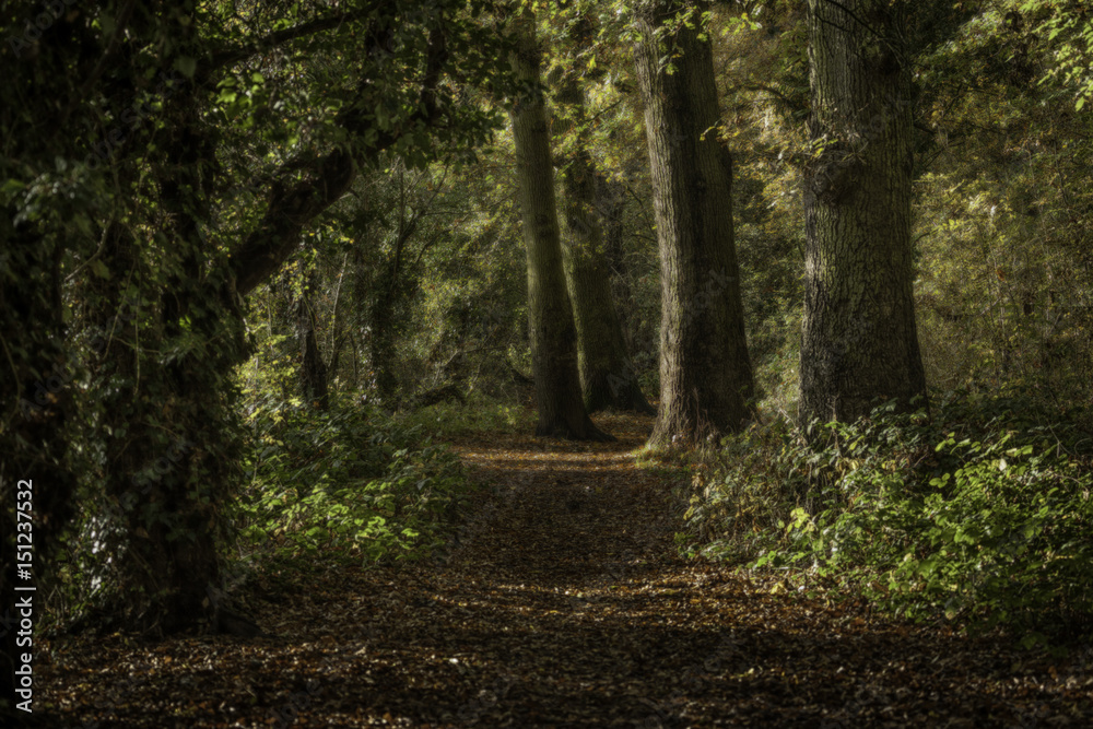 Obraz premium Autumn