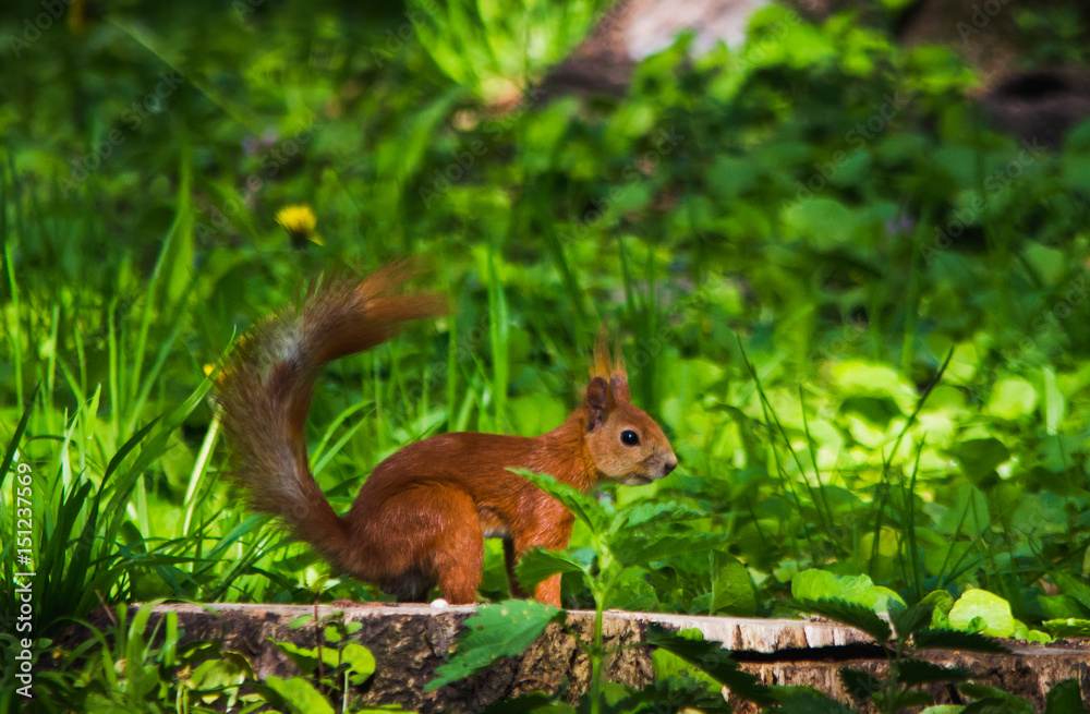 Rad squirrel in grass at park on a stump Rad squirrel in grass at park on a stump