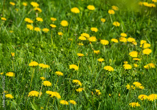 Meadow with yellow dandelions in spring