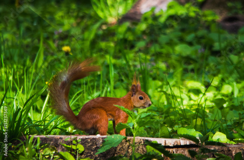 Rad squirrel in grass at park on a stump © yurich84