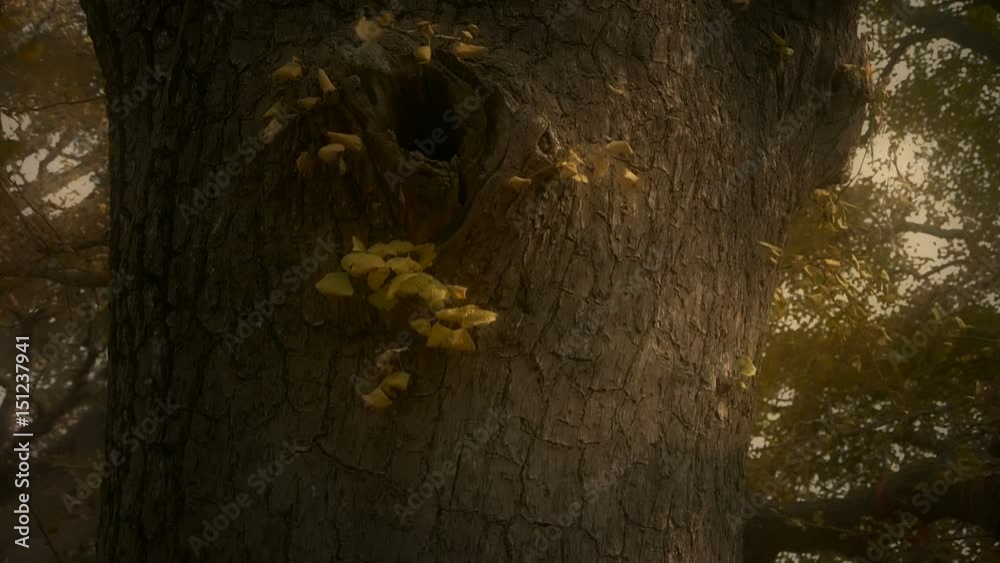 Thick trunk,lush ginkgo tree in breeze,Trunk,forest,woods. Thick trunk,lush ginkgo tree in breeze,Trunk,forest,woods.