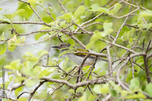 Green-backed Camaroptera (Camaroptera brachyura) Perched in a Tree in Northern Tanzania