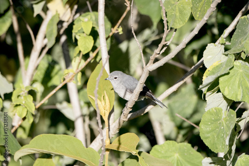 African Gray Flycatcher (Bradornis microrhynchus) Perched in a Tree in Northern Tanzania photo