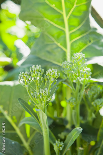 Broccolini  -  long broccoli stems with green florets in the garden. photo