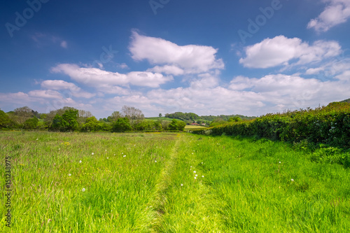 Fototapeta Naklejka Na Ścianę i Meble -  English summer meadow