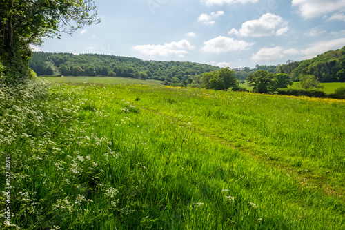 Fototapeta Naklejka Na Ścianę i Meble -  English summer meadow