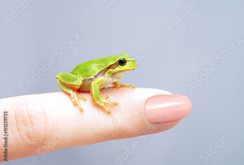 A little pretty lovely green cute frog sitting on a finger close-up of a macro. A concept for protecting animals, taking care of nature.
