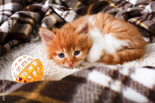 Fototapeta Naklejka Na Ścianę i Meble -  Sad Red orange kitten at plaid blanket