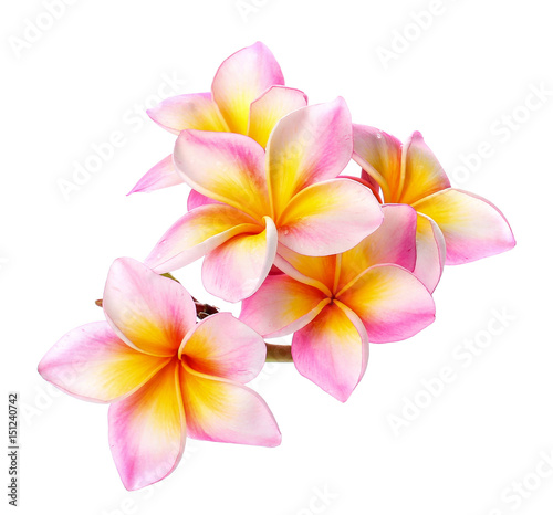 Canvastavla colorful plumeria flower isolated on white
