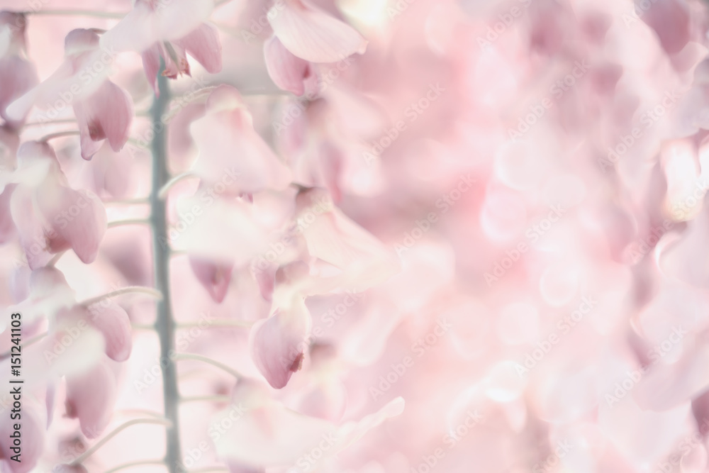 The most delicate flowers of wisteria close-up. Very gentle spring background of blossom of pink flowers. Without focus, artistic pastel delicate blurry effect.
