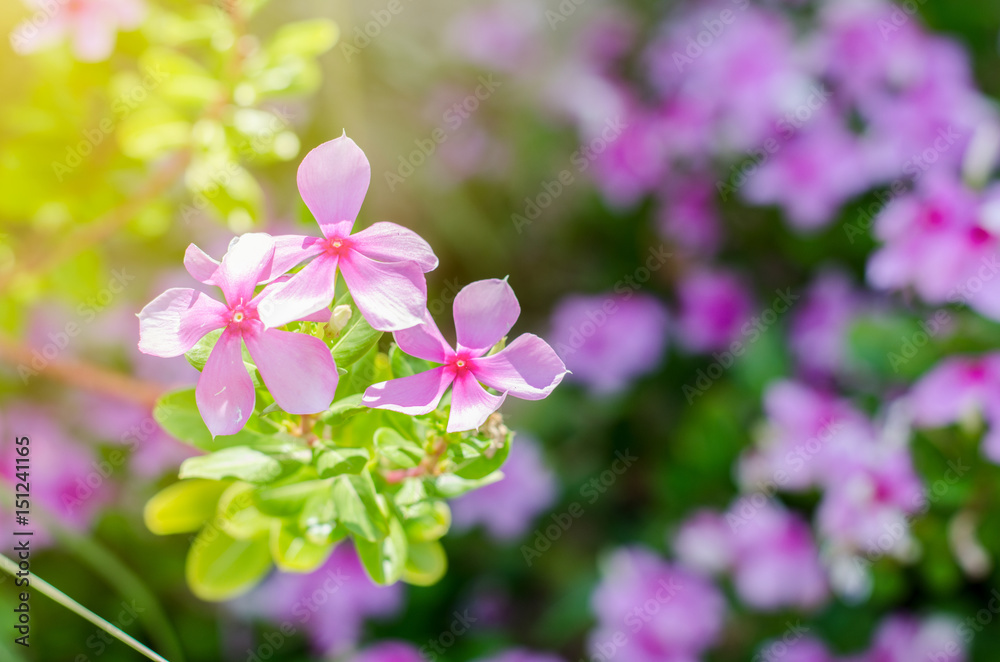 Pink flowers on blur flower background in the garden. For in love and fresh day. Pink flowers on blur flower background in the garden. For in love and fresh day.