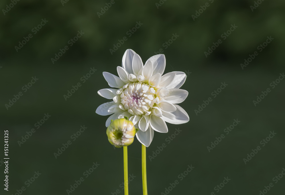 Two dahlias against the background of summer meadow