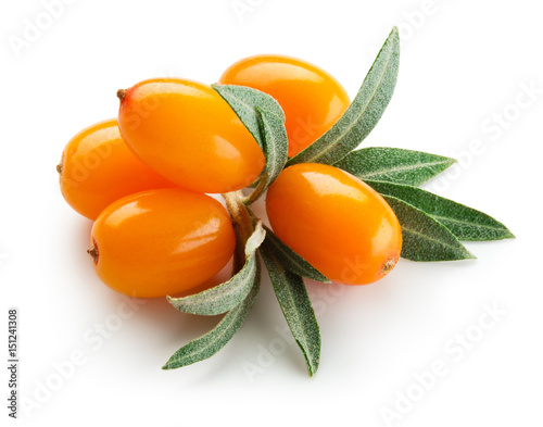 Sea buckthorn. Fresh ripe berries with leaves isolated on white background.