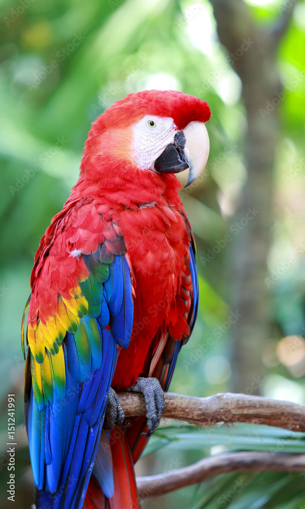 Close up of colorful scarlet red macaw parrot