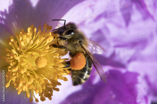 Abeille qui butine du pollen