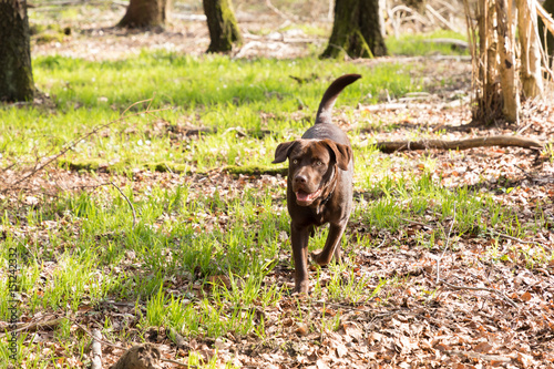 Wallpaper Mural Labrador in a forest Torontodigital.ca