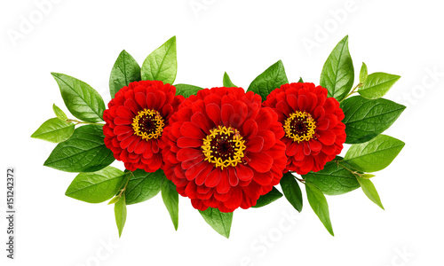 Red zinnia flowers arrangement