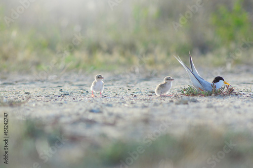 Little tern Sternula albifrons with Two baby birds in the midow