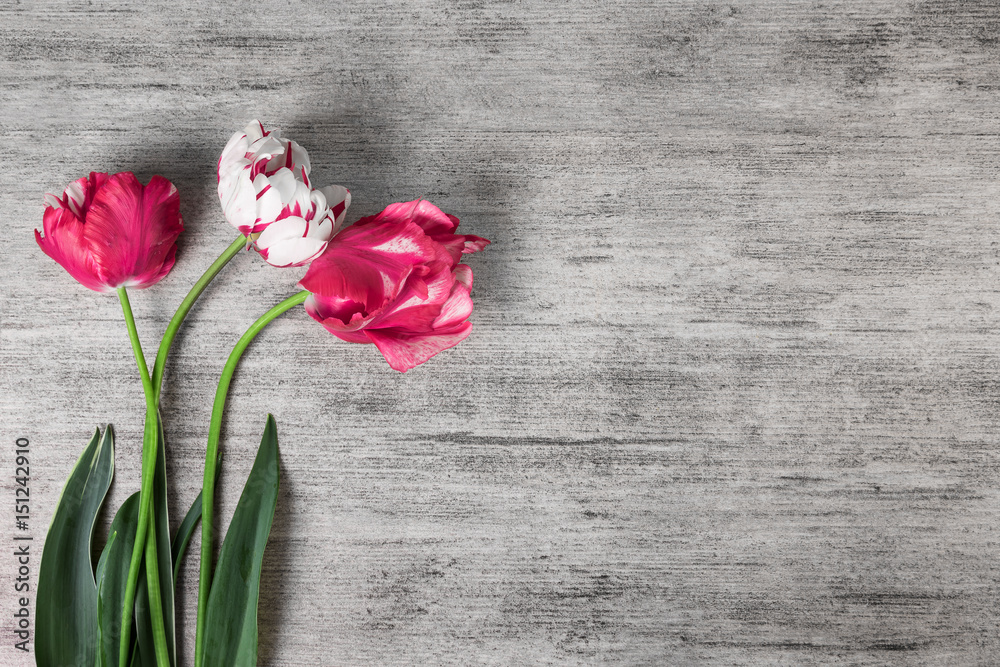 Tulip flowers on grey stone background. Top view, copy space