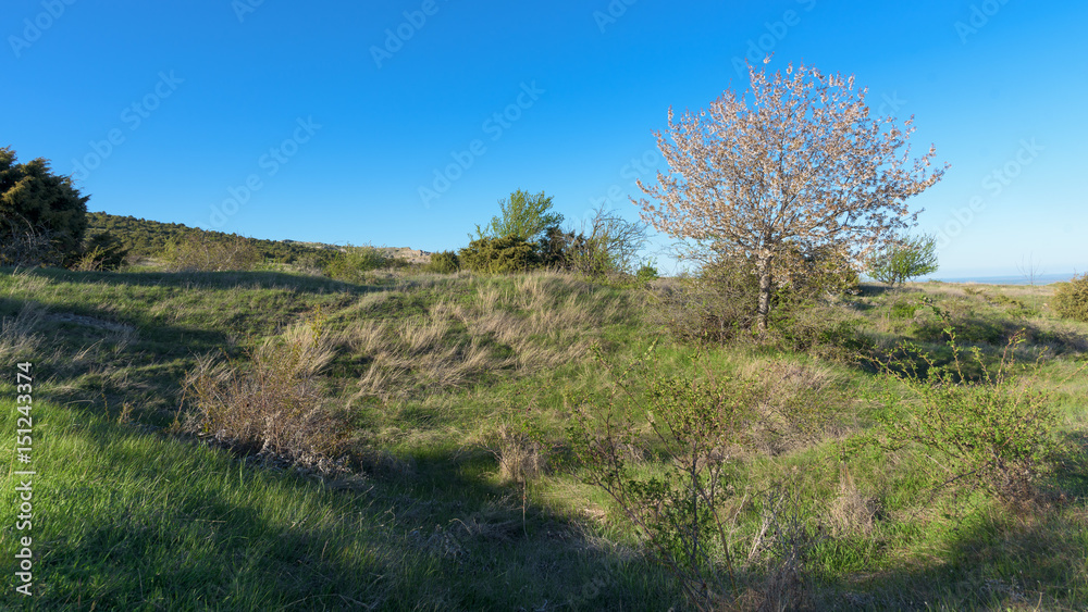 Pink flowering apple tree over nature landscape Pink flowering apple tree over nature landscape