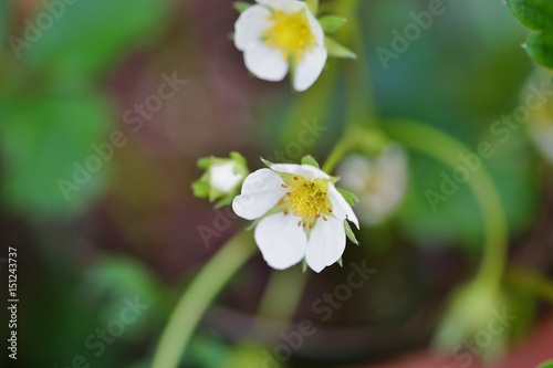 White and yellow flowers of strawberries growing the garden