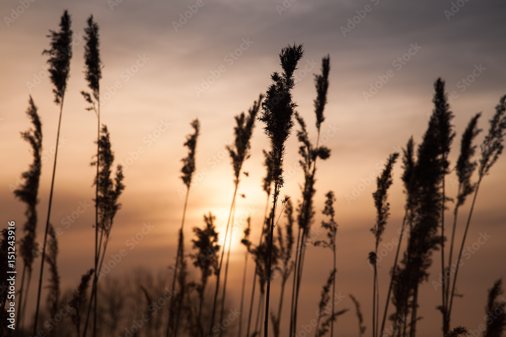 Dry coastal reed in golden evening sunlight