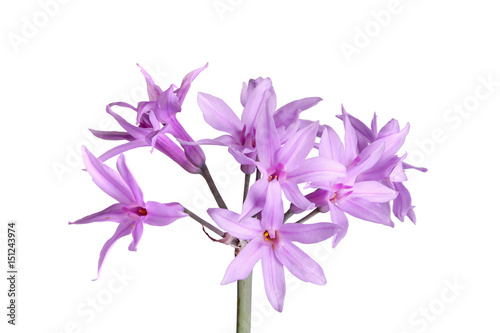 Fototapeta Naklejka Na Ścianę i Meble -  Stem and flowers of society garlic isolated against white