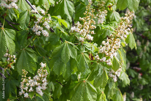 Chestnut tree in bloom, white flowers