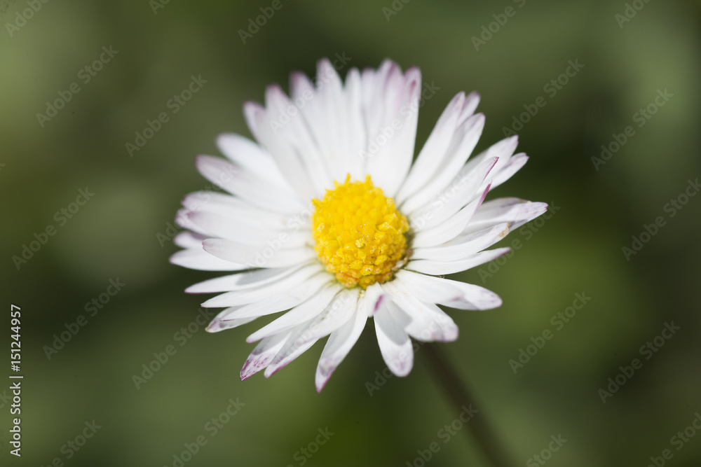 .361/5000.Common white daisy photographed close up. .361/5000.Common white daisy photographed close up.