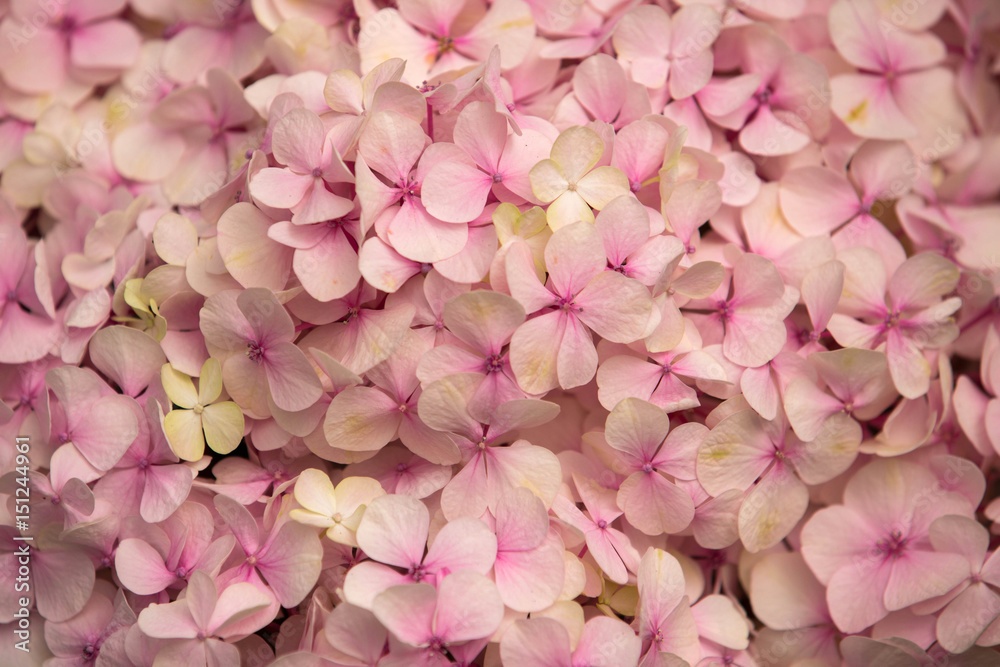Hydrangea Flower. Abstract background of flowers. Close-up.