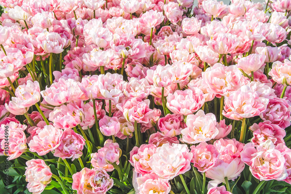 A closeup  of pink tulip in sun light.