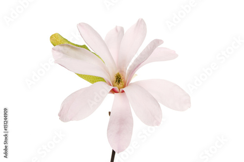 Magnolia stellata flower