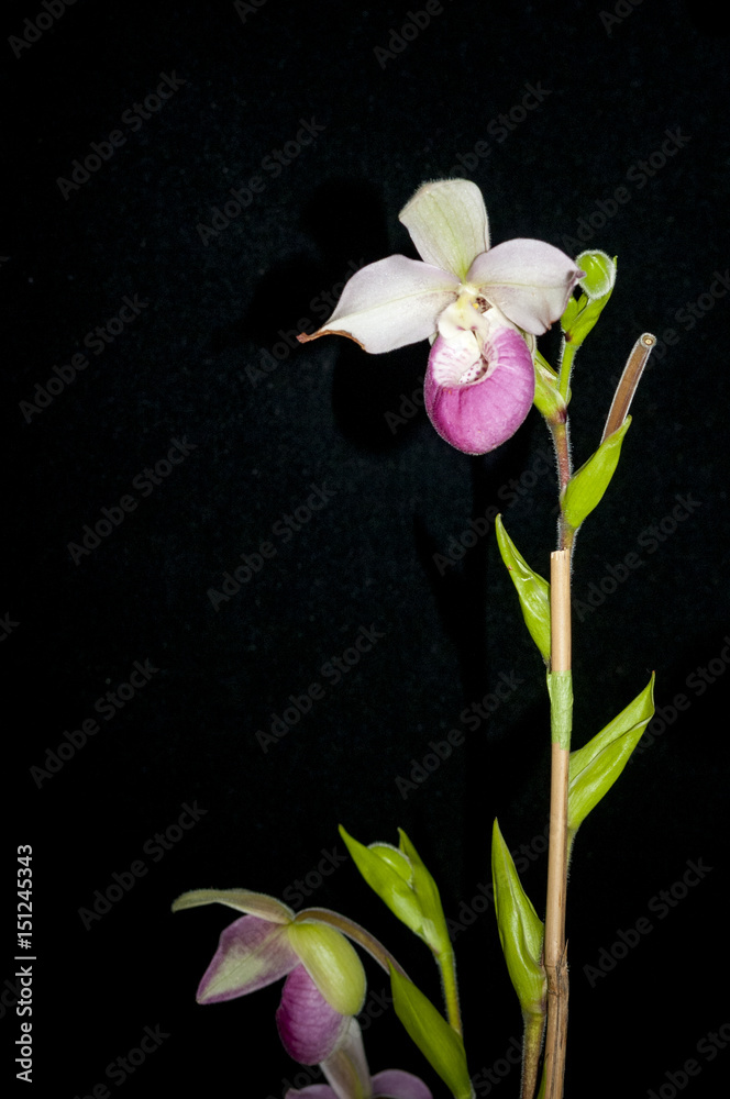 Fototapeta premium Beautiful Orchid Show Flower