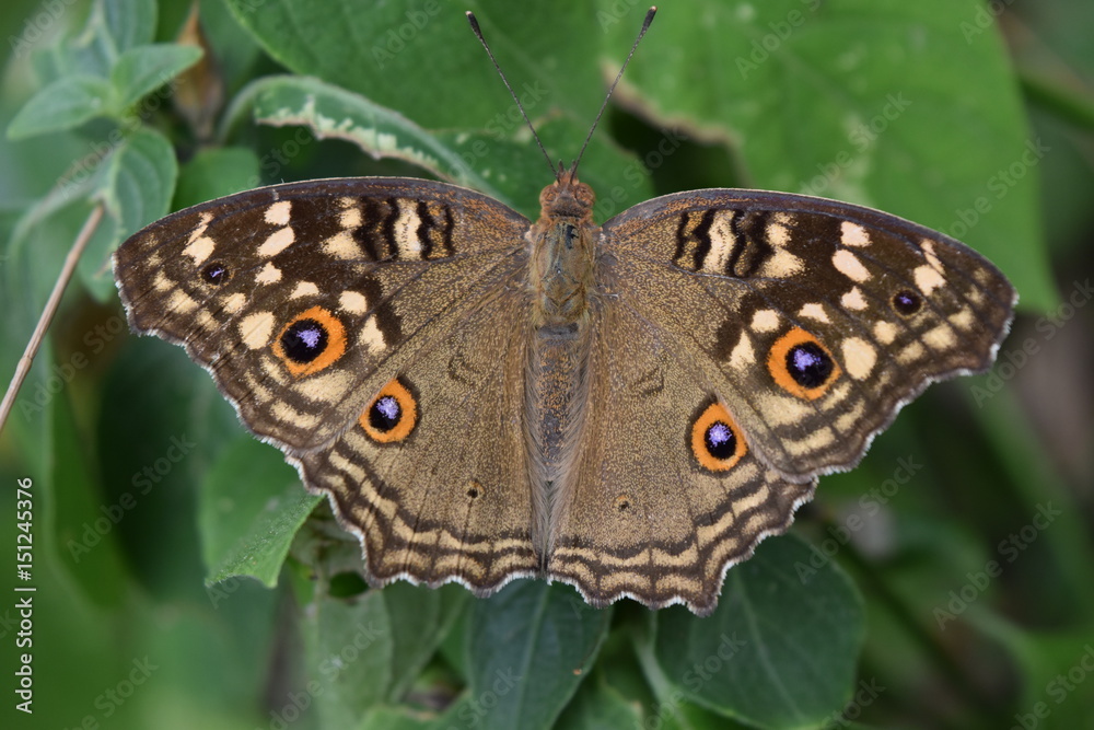 Obraz premium The pattern similar to the eyes on the wing the butterfly,The Lemon Pansy Butterfly ,Junonia lemonias on leaf with natural green background