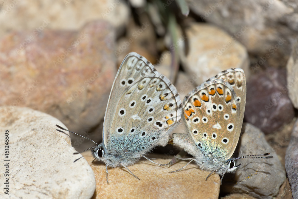Couple of Common blue butterflies copulating in spring. Couple of Common blue butterflies copulating in spring.