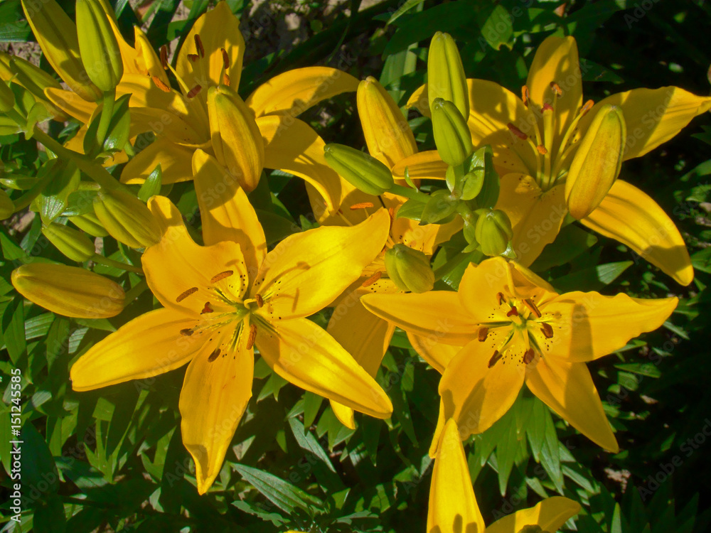 Obraz premium Yellow lily flowers