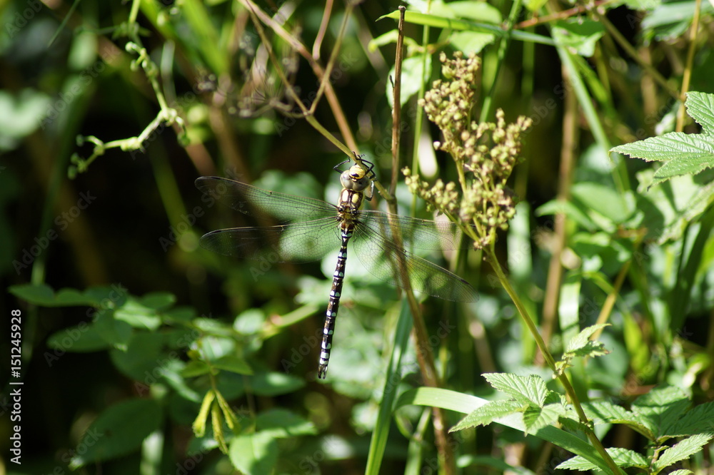 Libelle, Dragonfly