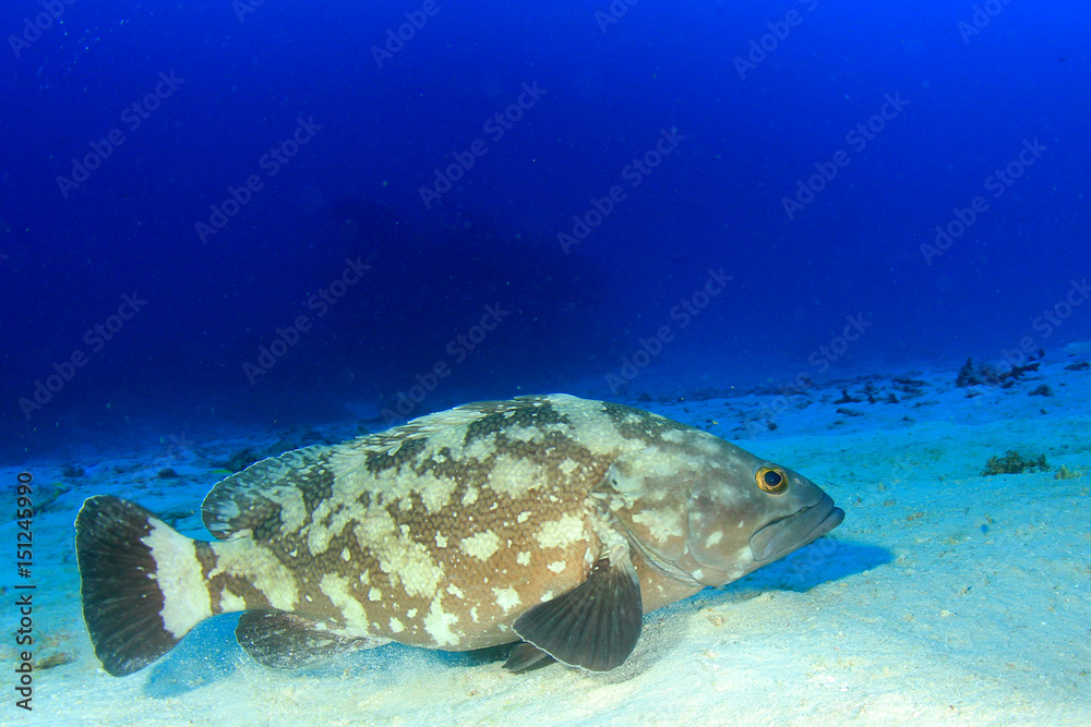 Fototapeta premium Grouper fish
